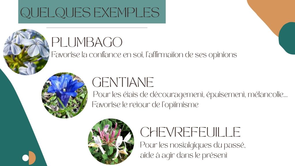 Les bienfaits des fleurs de Bach, gestion des émotions, consultations, mieux-être